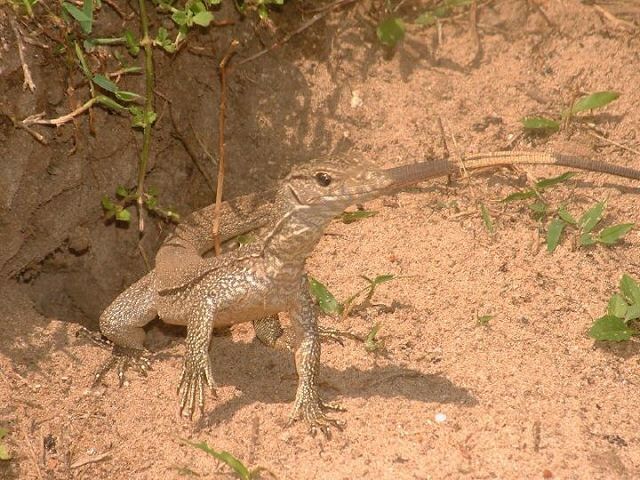 Leguan.jpg